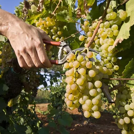 Apartment 5216-6 Medulin